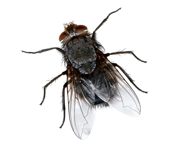 Файл:Fly close.jpg