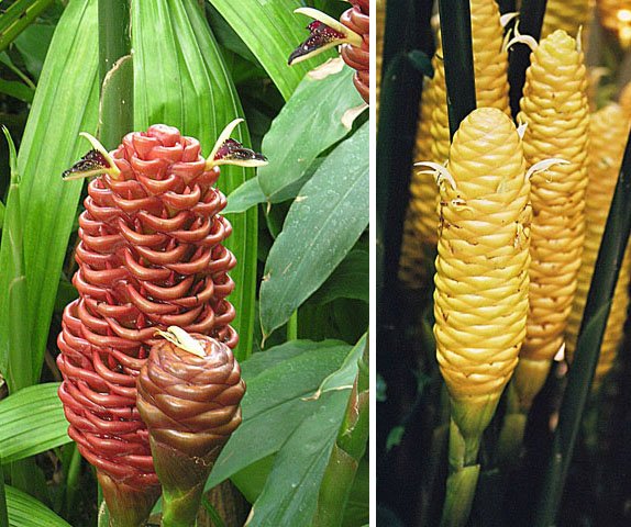 Файл:004 cone gingers.jpg