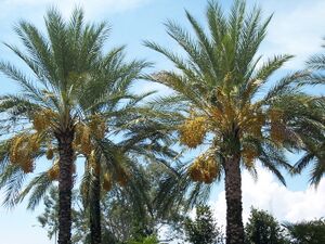 Fruitingdatepalms.JPG