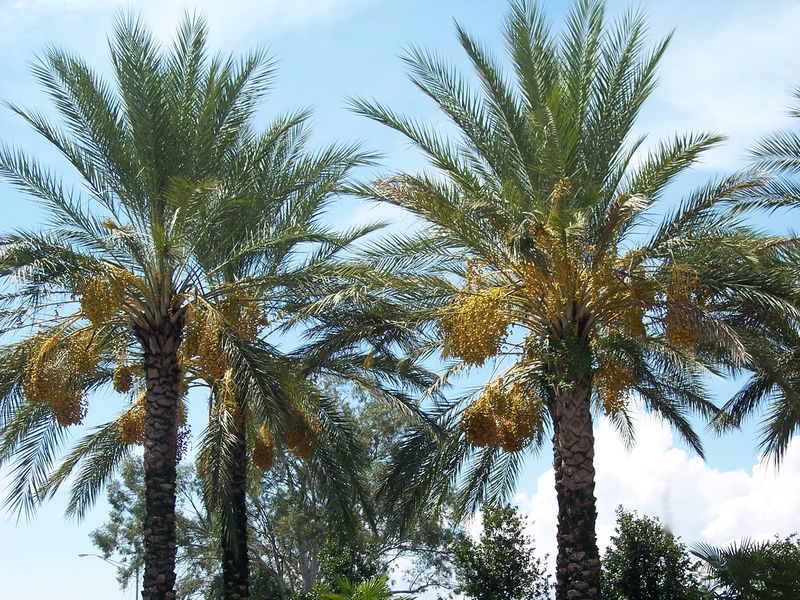 Файл:Fruitingdatepalms.JPG