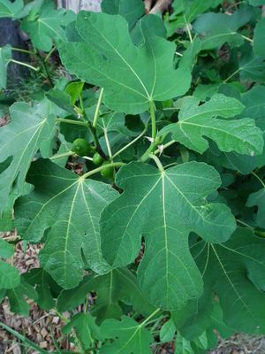 Ficus carica mit Fruchtansatz.JPG