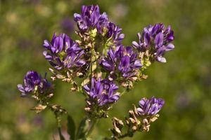 Abeille sur Fleur de Luzerne (Eure et Loire)-1-cliche Jean Weber (24001168081).jpg