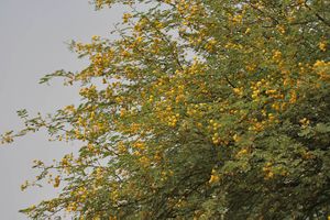 Банан — Энциклопедия Корана · Академия Корана