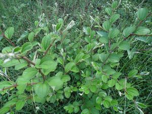 Ziziphus jujuba, Tamil Nadu.jpg