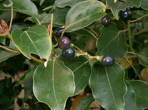 Cinnamomum camphora4.jpg